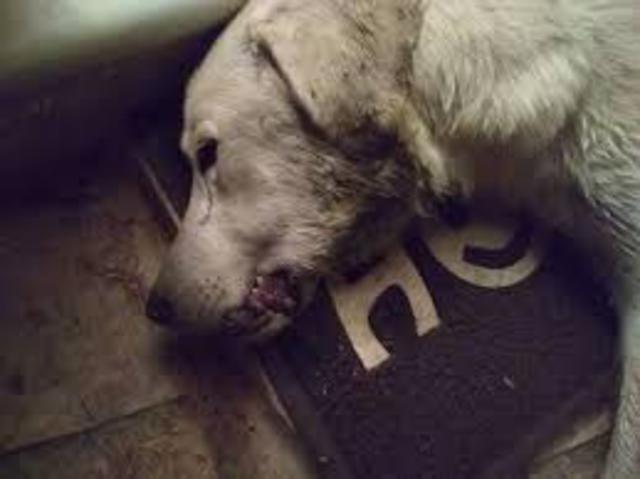 Κτηνωδία στην Ημαθία: Σκότωσαν σκύλο και τον κρέμασαν σε κολόνα γέφυρας